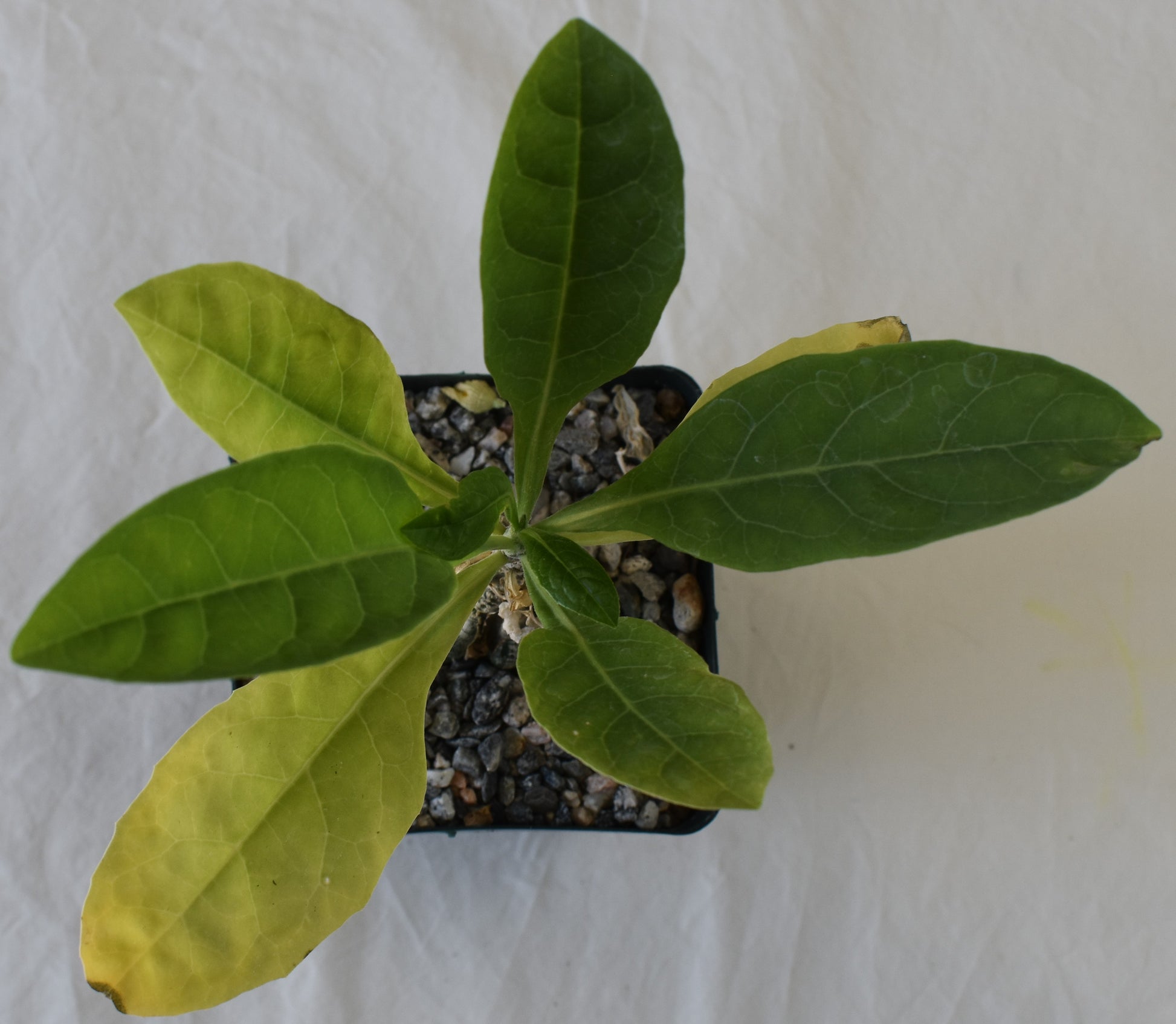 Cephalopentandra ecirrhosa Live Succulent In 5 Inch