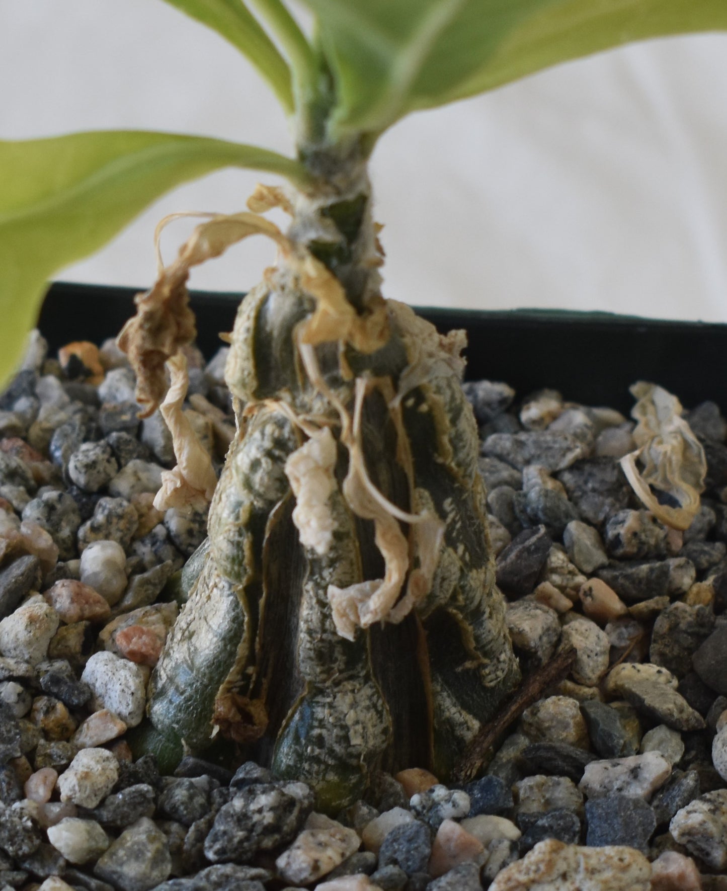 Cephalopentandra ecirrhosa Live Succulent In 5 Inch