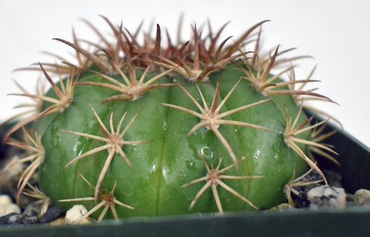 Melocactus conoideus Live Cactus In 4 Inch