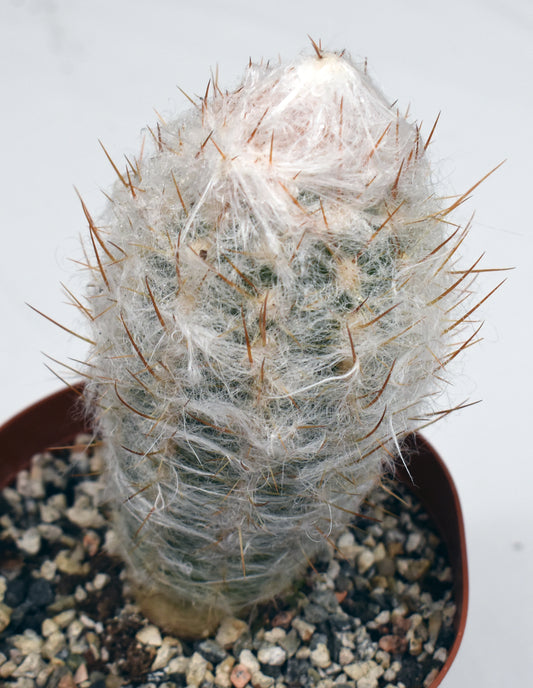 Oreocereus trollii Live Cactus In 6 Inch