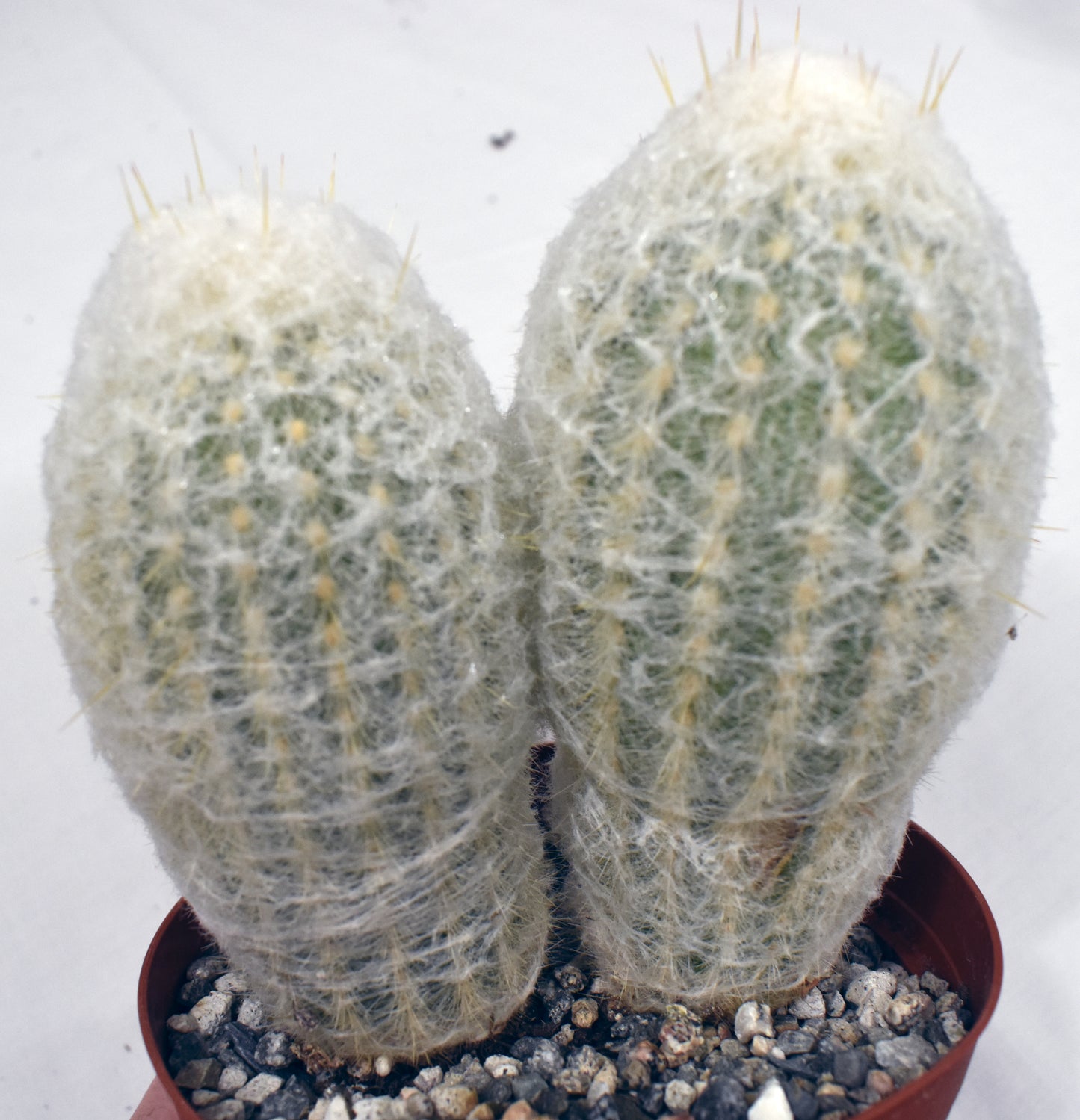 Espostoa melanostele Live Cactus In 6 Inch
