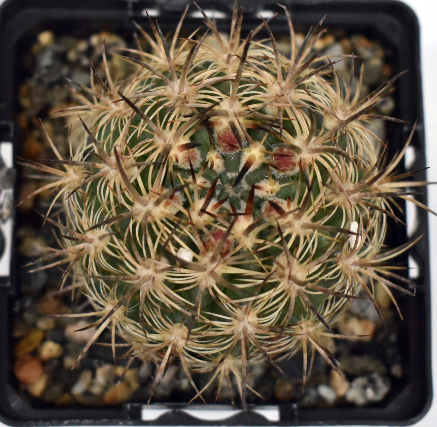 Neoporteria coimasensis Live Cactus In 4 inch