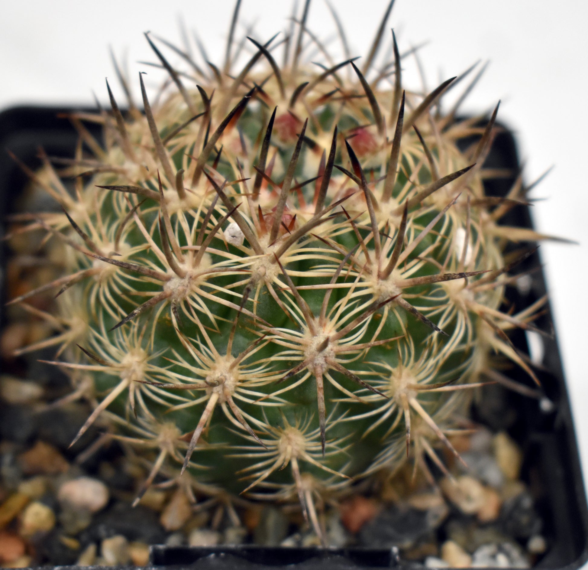 Neoporteria coimasensis Live Cactus In 4 inch