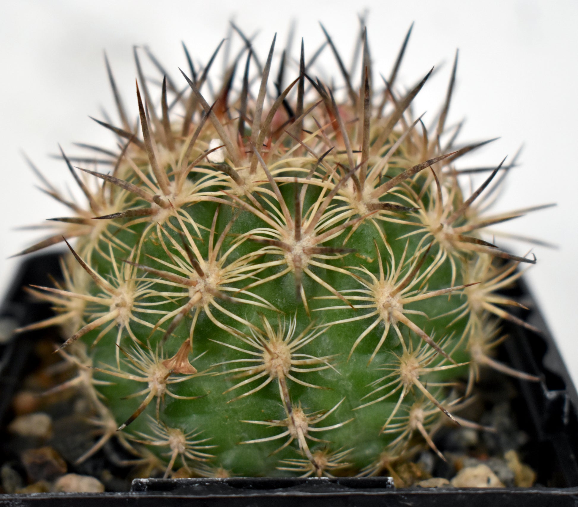 Neoporteria coimasensis Live Cactus In 4 inch
