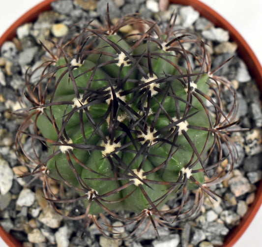 Melocactus diersianus Live Cactus in 5 Inch