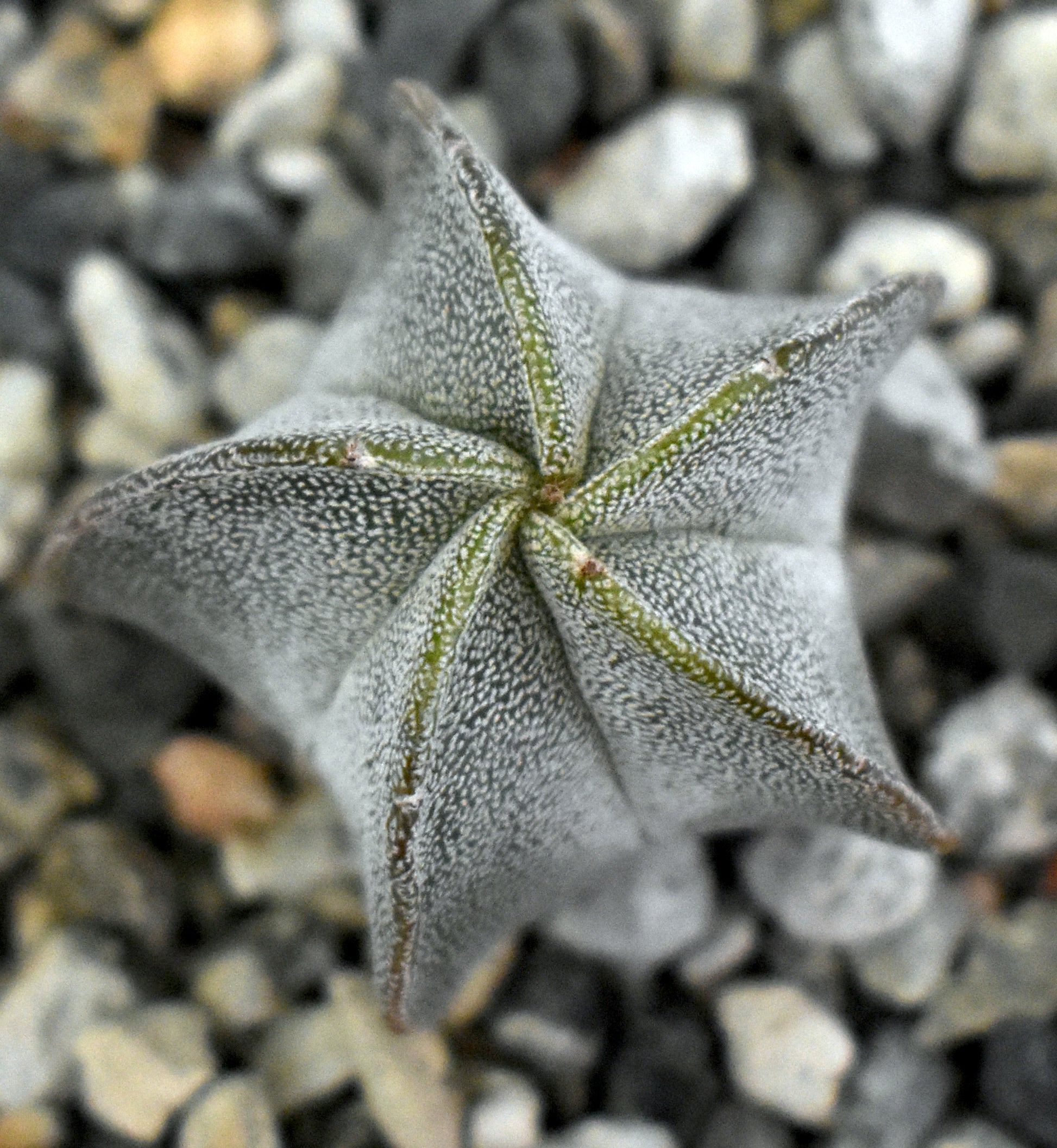 Astrophytum columnare Live Cactus In 4 Inch