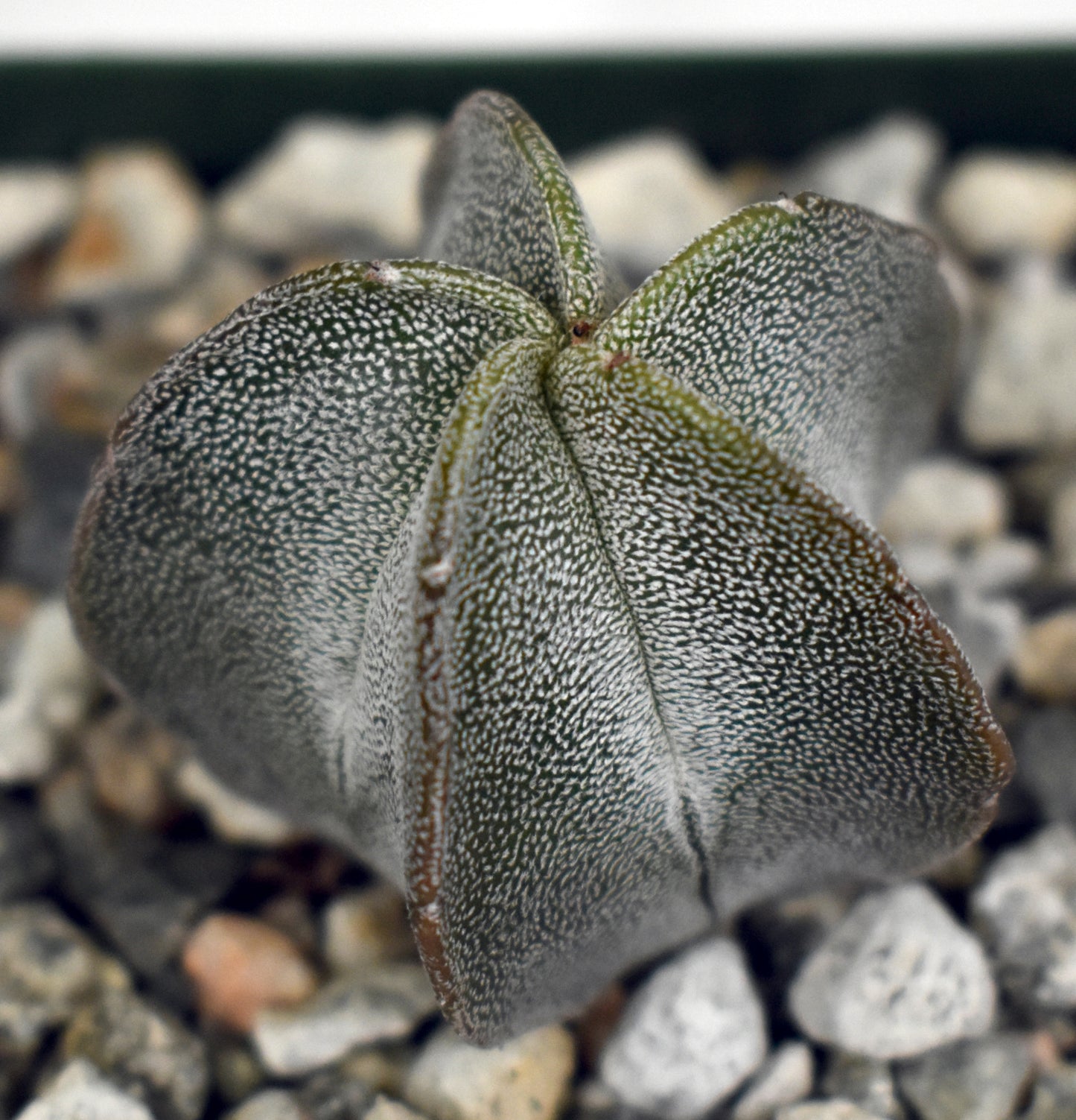Astrophytum columnare Live Cactus In 4 Inch