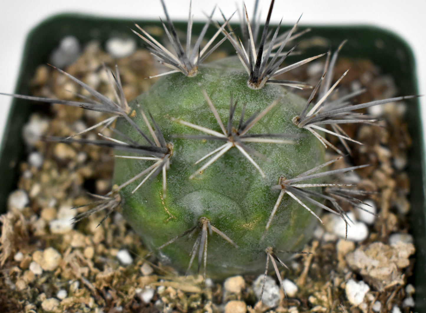 Tephrocactus alexanderi Live Cactus In 4 Inch