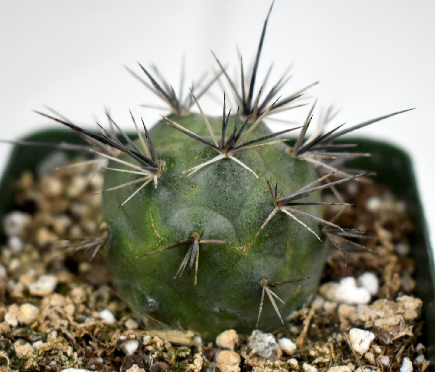 Tephrocactus alexanderi Live Cactus In 4 Inch
