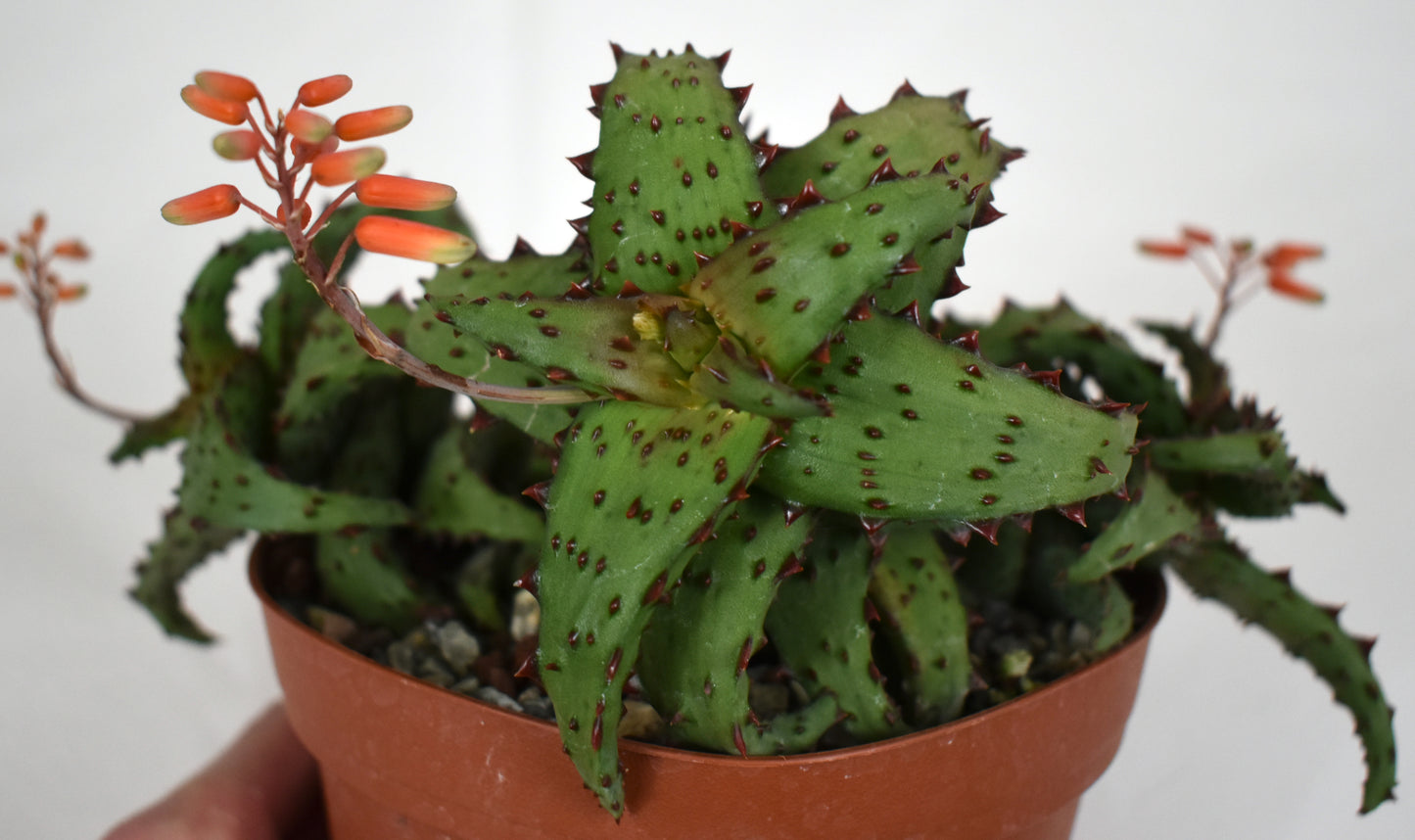 Aloe castilloniae Live Succulent in 6 Inch