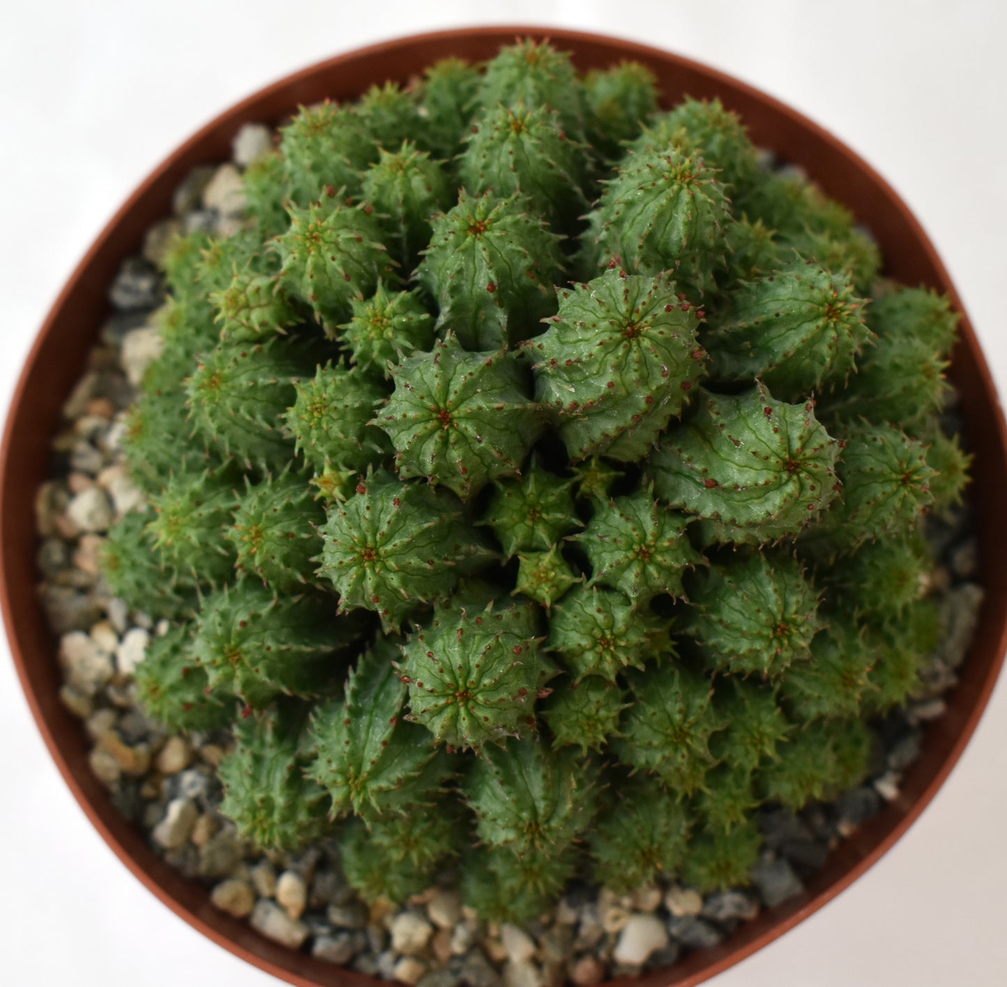 Euphorbia submammillaris monstrose in 6 Inch Live Succulent