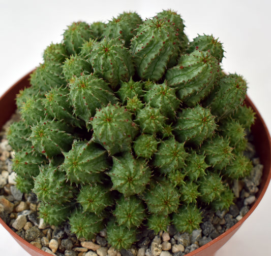 Euphorbia submammillaris monstrose in 6 Inch Live Succulent