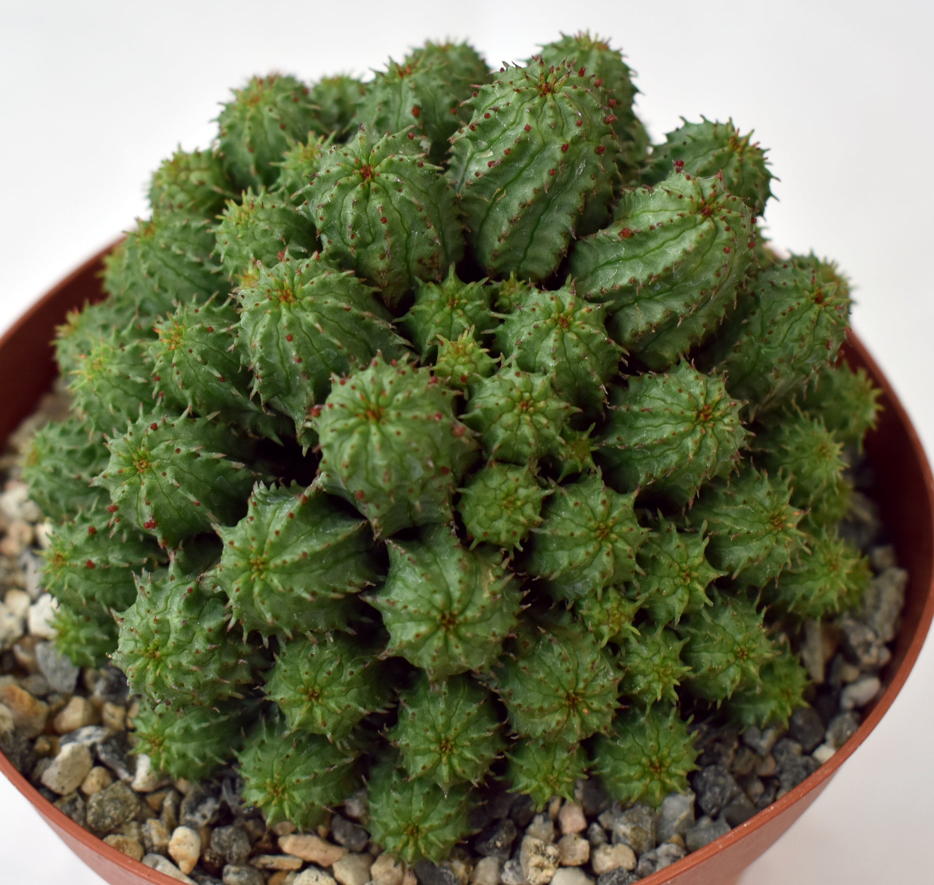 euphorbia monstrose succulent Euphorbia submammillaris monstrose in 6 Inch Live Succulent – Phoenix  Rising Succulents