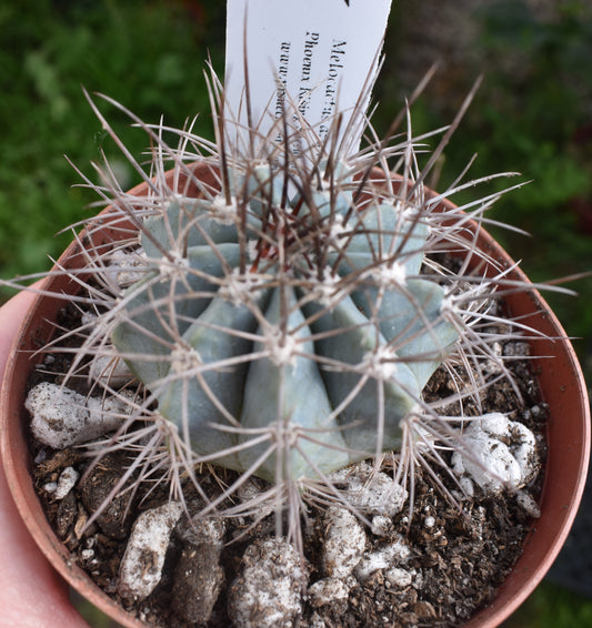 Melocactus azureus aka Turk's Cap in 4 Inch - Live Cactus