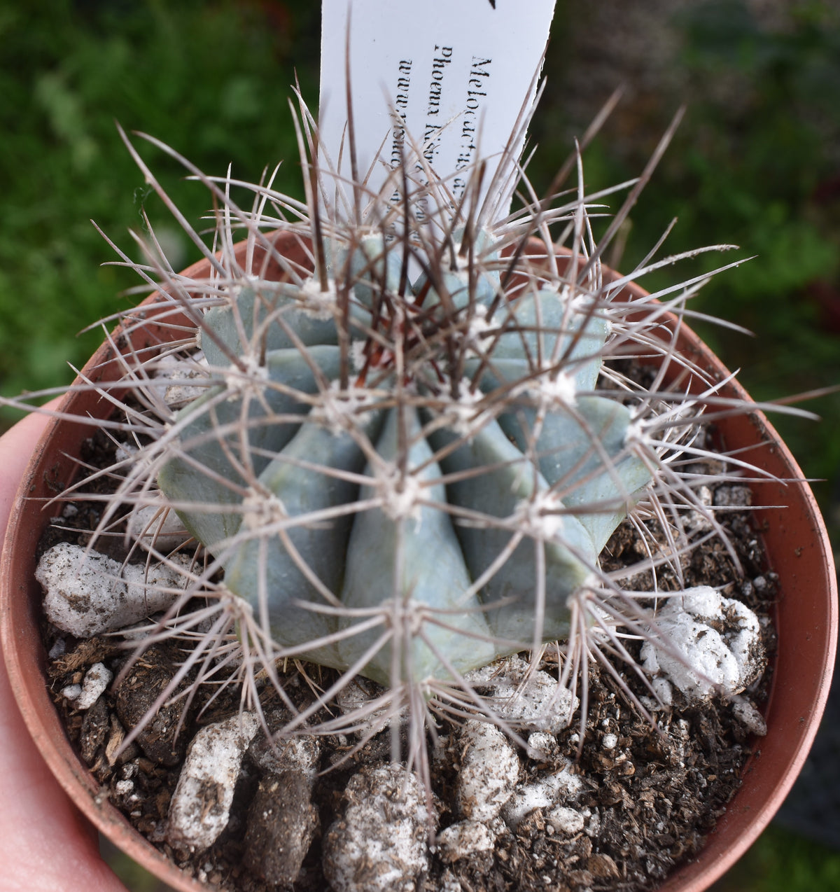 4 Inches Live Melocactus azureus aka Turk's Cap in 4 Inch - Live Cactus – Phoenix ...
