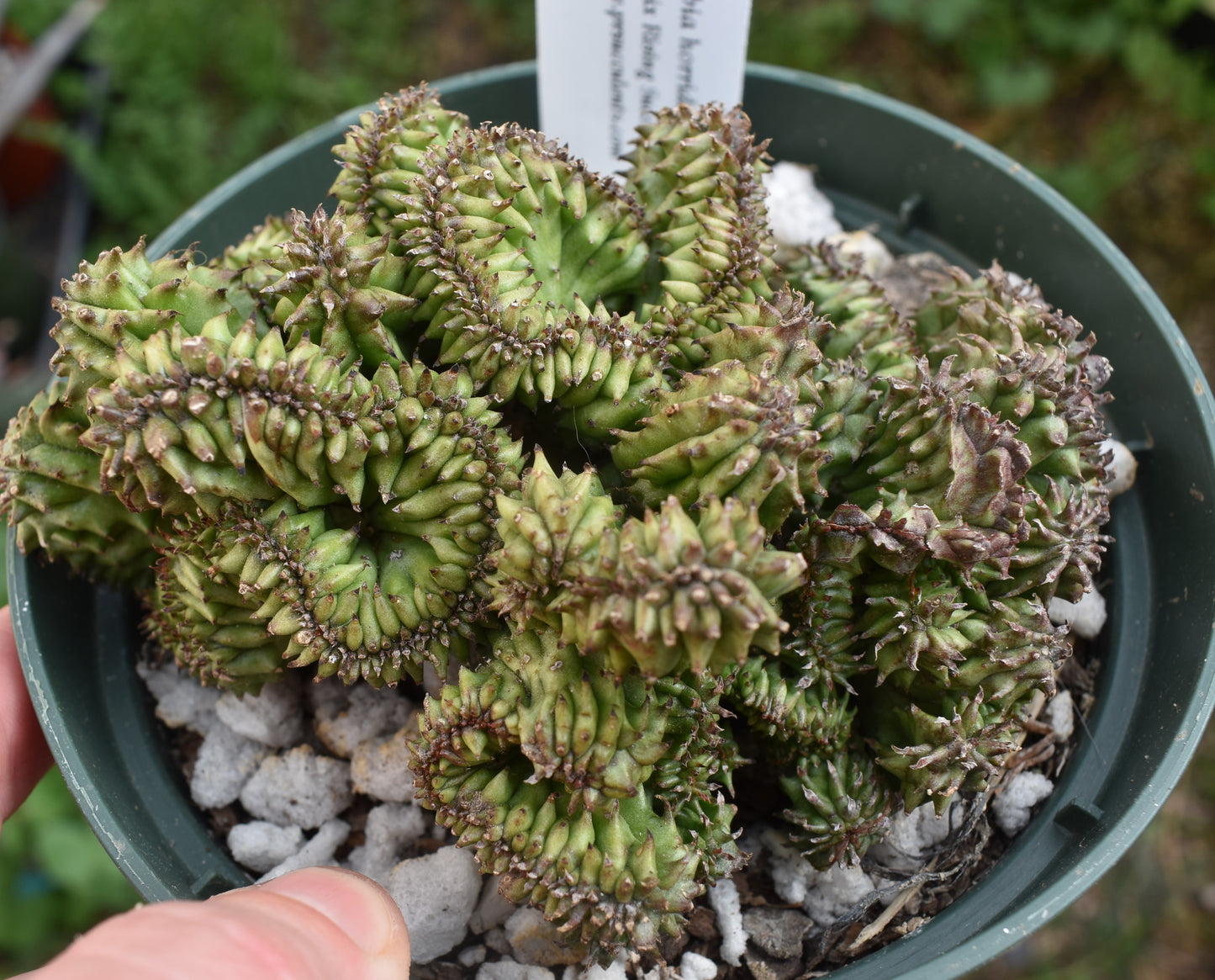 Euphorbia horrida f cristata Live Succulent in 6 Inch