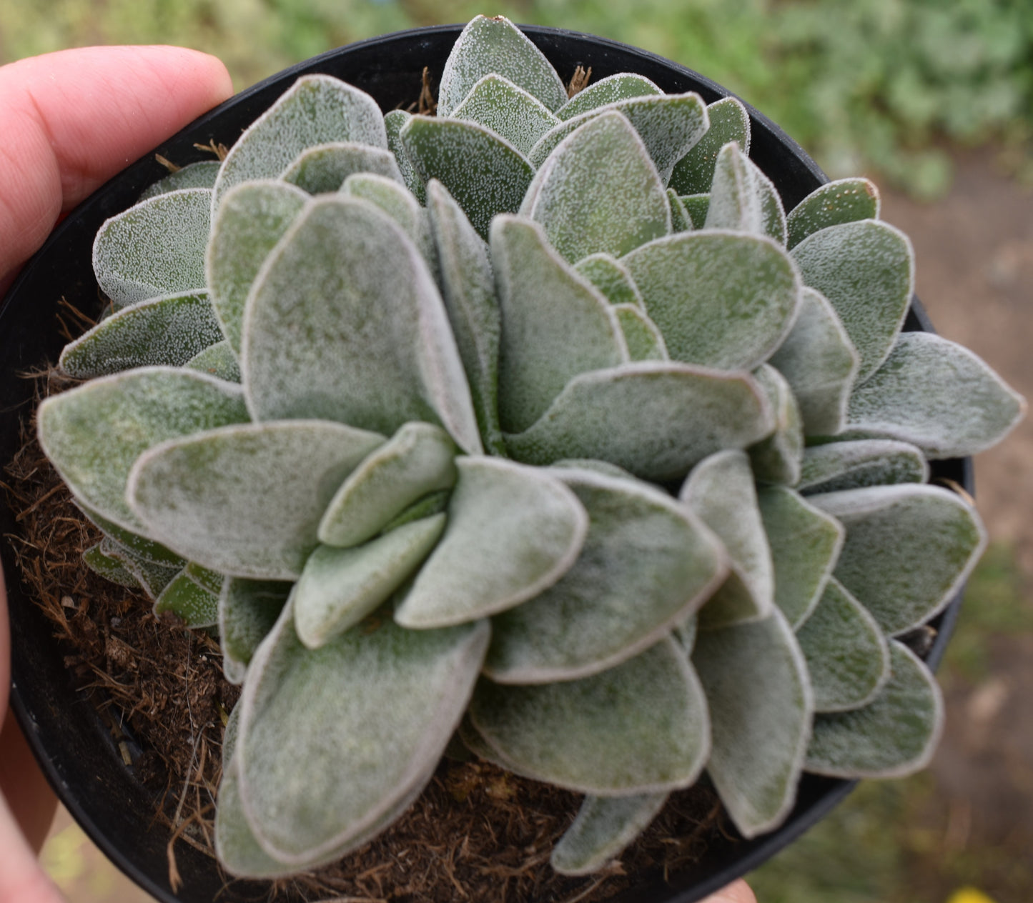 Crassula Morgans Beauty Live Succulent In 4 Inch