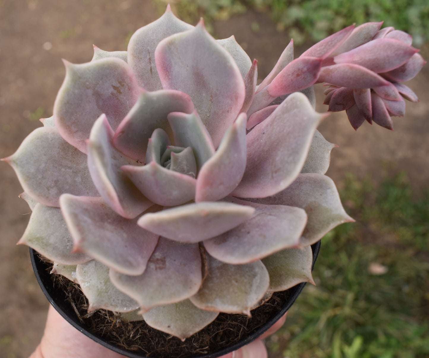 Echeveria Angel Kissed Live Succulent in 4 Inch PP33,617