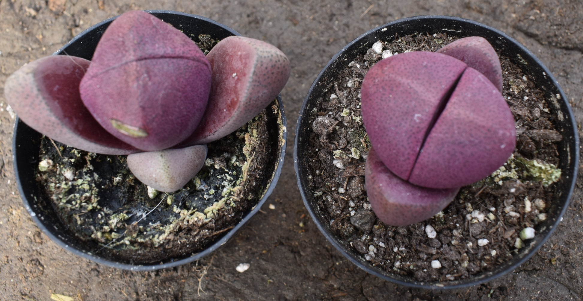 purple flush succulent Pleiospilos nelii Royal Flush Live Succulent In 3 Inch