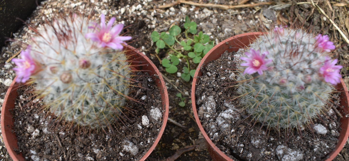Mammillaria bombycina Live Cactus In 4 Inch