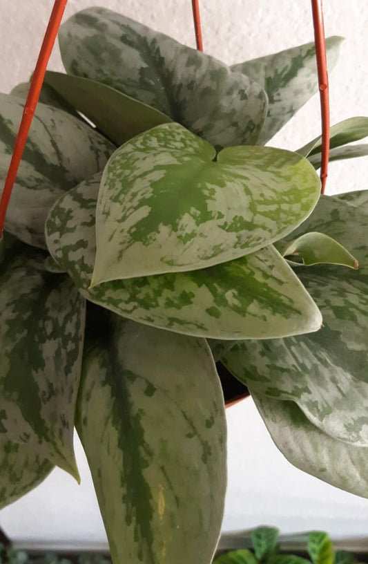 Scindapsus pictus 'Exotica' 6" Live Houseplant