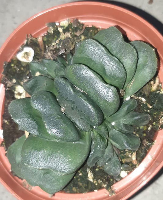 Haworthia truncata 4 inch Live Succulent 