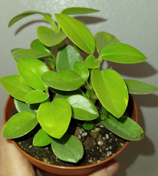 Peperomia Pixie Variegated 4 Inch Live Houseplant