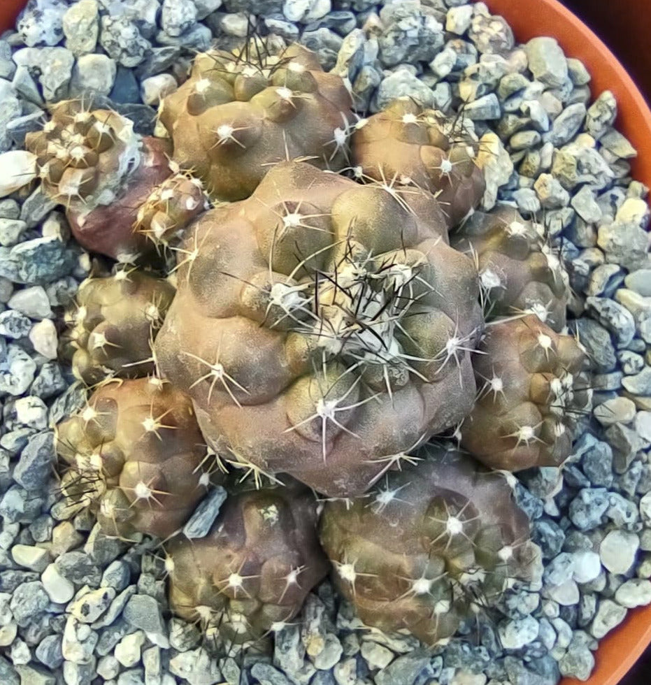 Copiapoa humilis in 6 Inch Pot Live Cactus