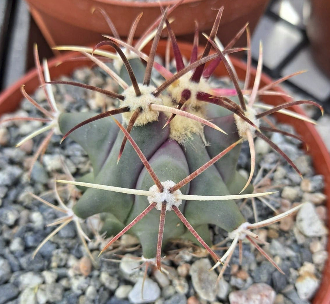 Ferocactus covillei in 4 Inch Live Cactus