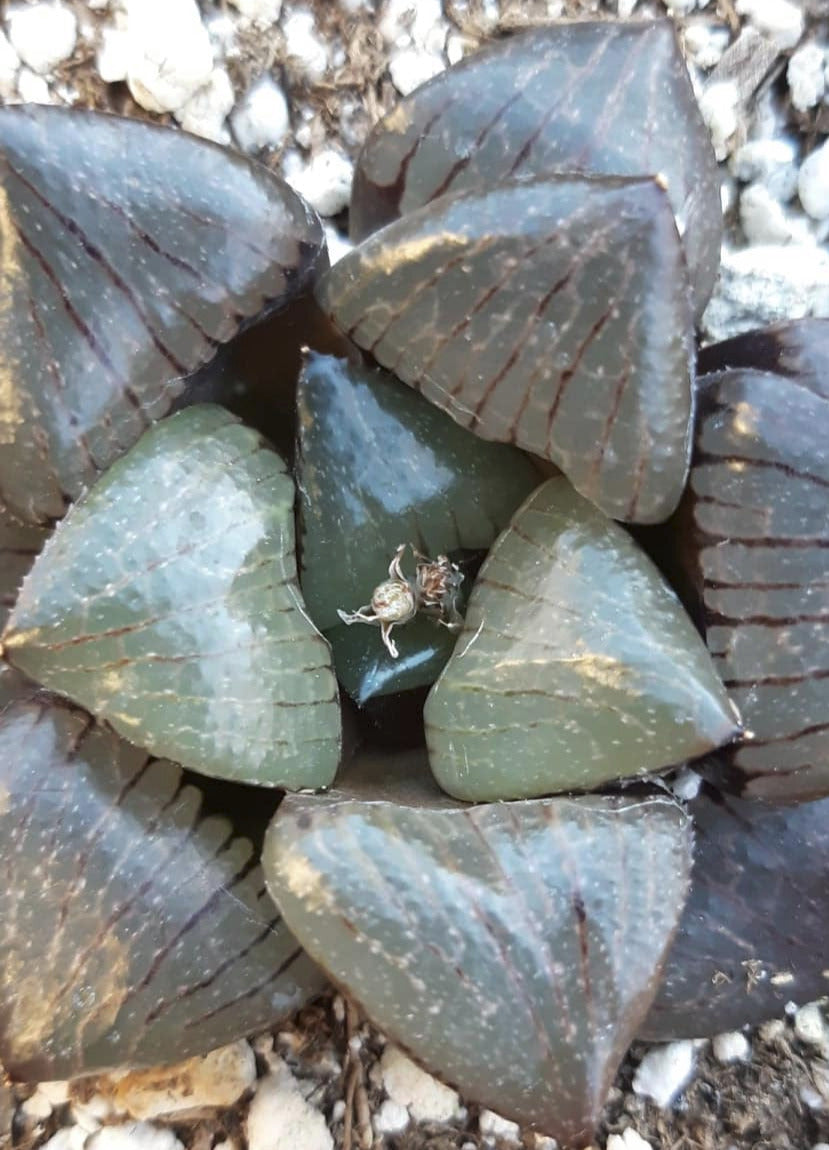 4 Inches Live Haworthia Shikinjyo 4 Inch Live Succulent – Phoenix Rising Succulents