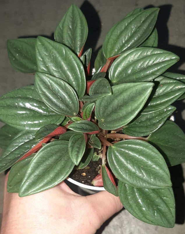Peperomia rosso 4 Inch Houseplant