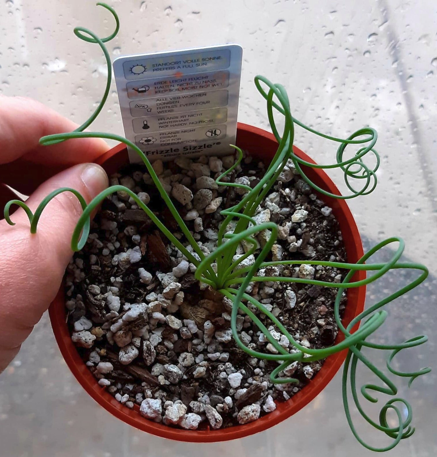 Albuca Spiralis aka Frizzle Sizzle 4 Inch Live Succulent