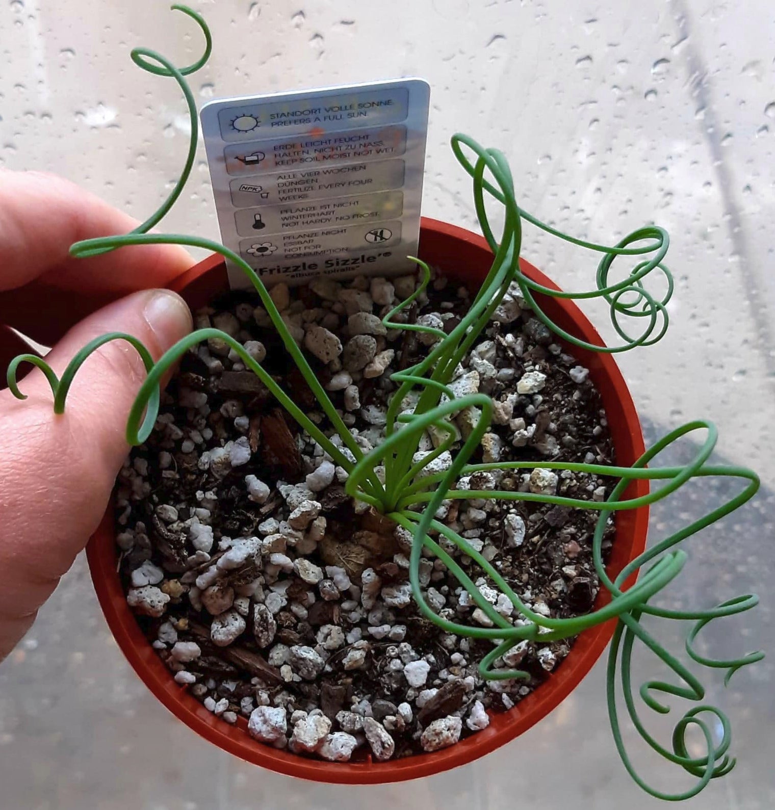 is albuca spiralis a succulent Albuca Spiralis aka Frizzle Sizzle 4 Inch Live Succulent – Phoenix Rising Succulents