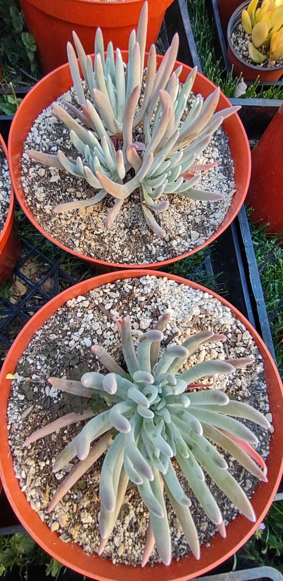 Dudleya virens in 8 Inch Pot Live Succulent