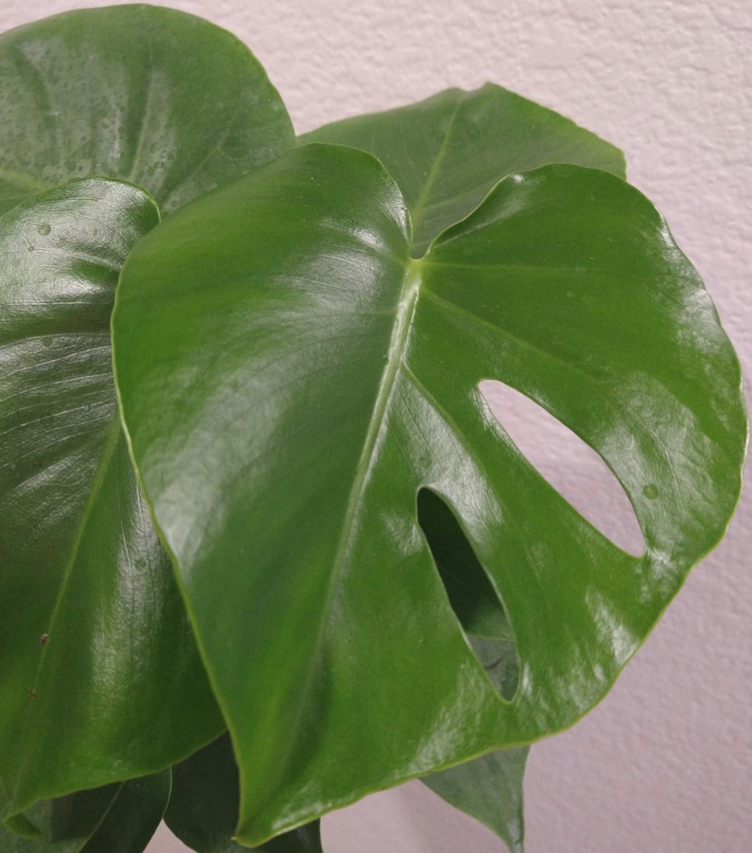 Monstera deliciosa aka Split Leafed Philodendron 6 Inch Live Houseplant