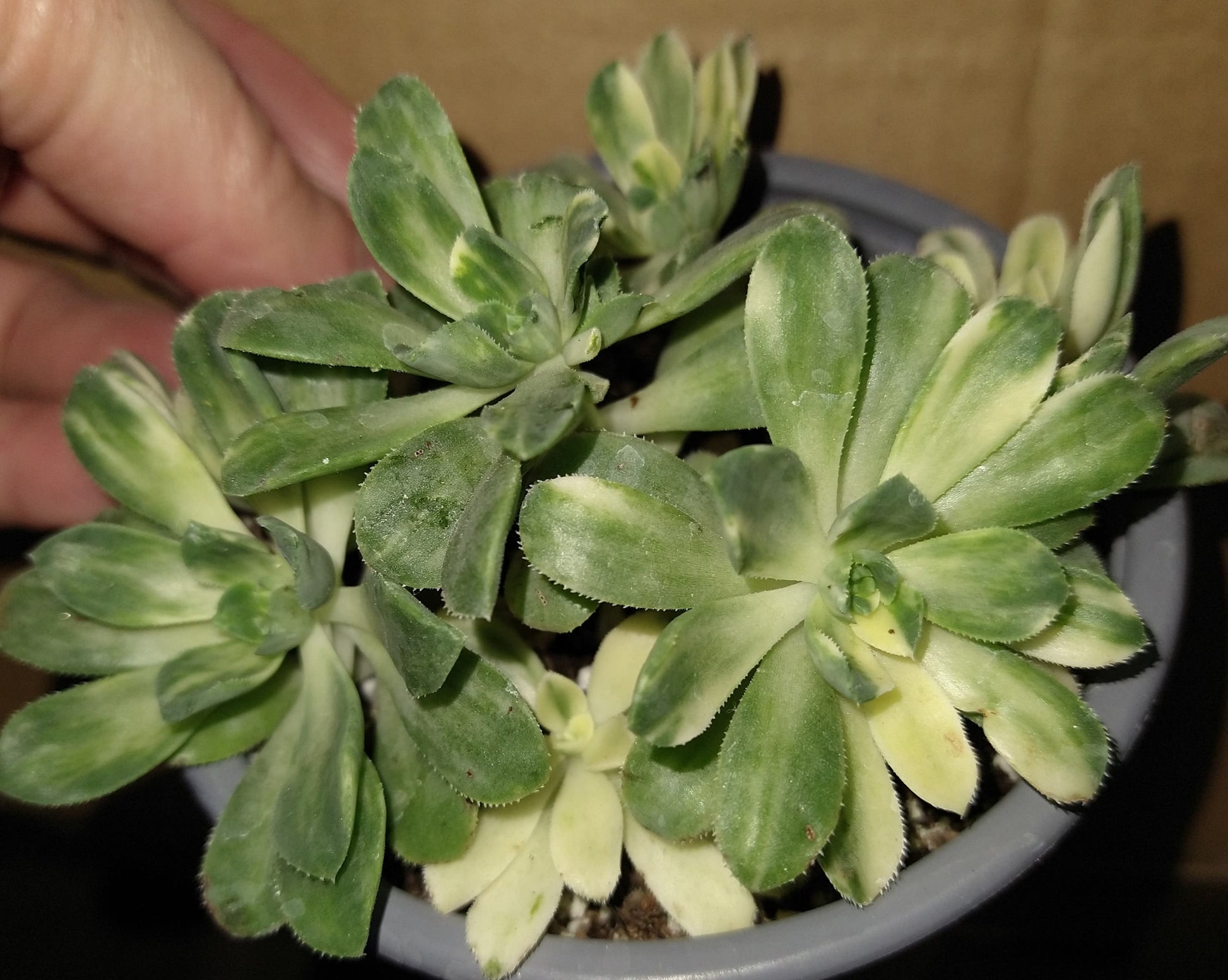 Aeonium castello-paivae variegata 'Suncup' 4" Live Succulent